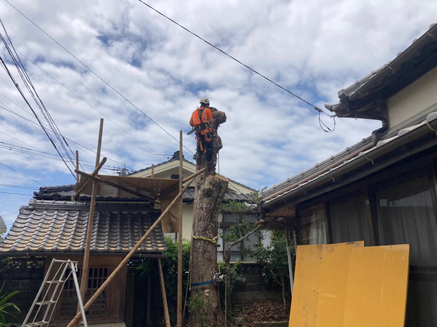 少しずつ高さを下げていき、最後は地際で切って伐採完了！